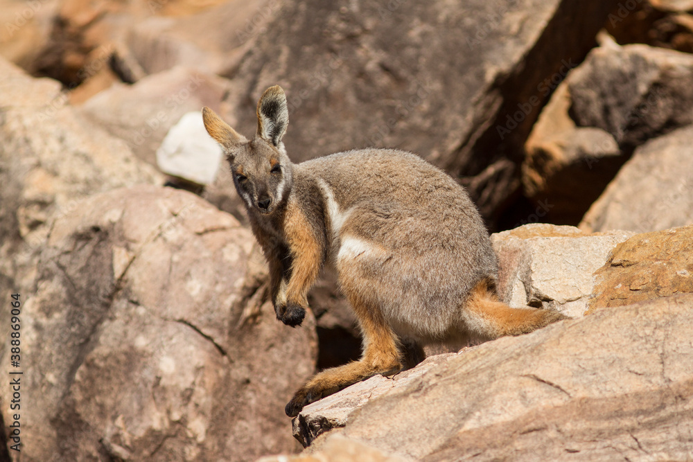 Naklejka premium Yellow-footed Rock Wallabyin the Flinder's Ranges South Australia