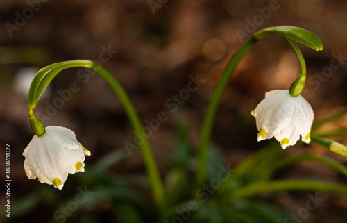 spring snowdrop flower