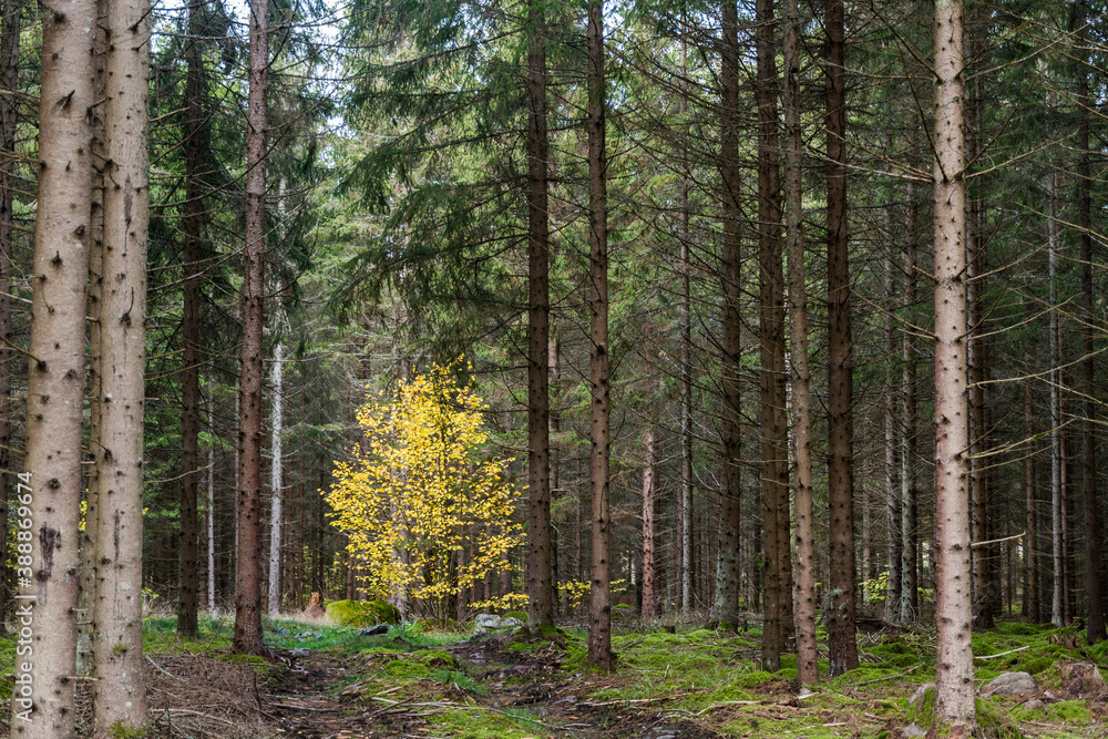 Glowing birch tree in a spruce forest Glowing birch tree in a spruce forest