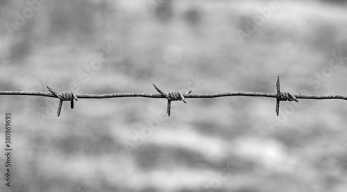 Barbed wire close up. Freedom and lack of freedom is a concept.