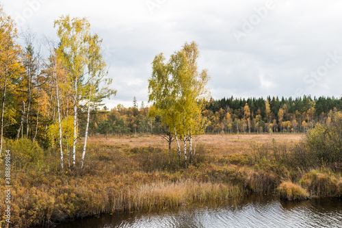 Fototapeta Fall season in a marshland