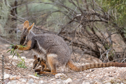 Yellow-footed Rock Wallaby and joey feeding on acacia in the Flinder's Ranges South Australia