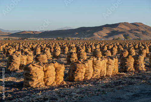 Burlap Sacks Filled with Onions after Harvest on a farm. This agriculture field is in the Onion Capital of the World - Yerington, NV, USA photo