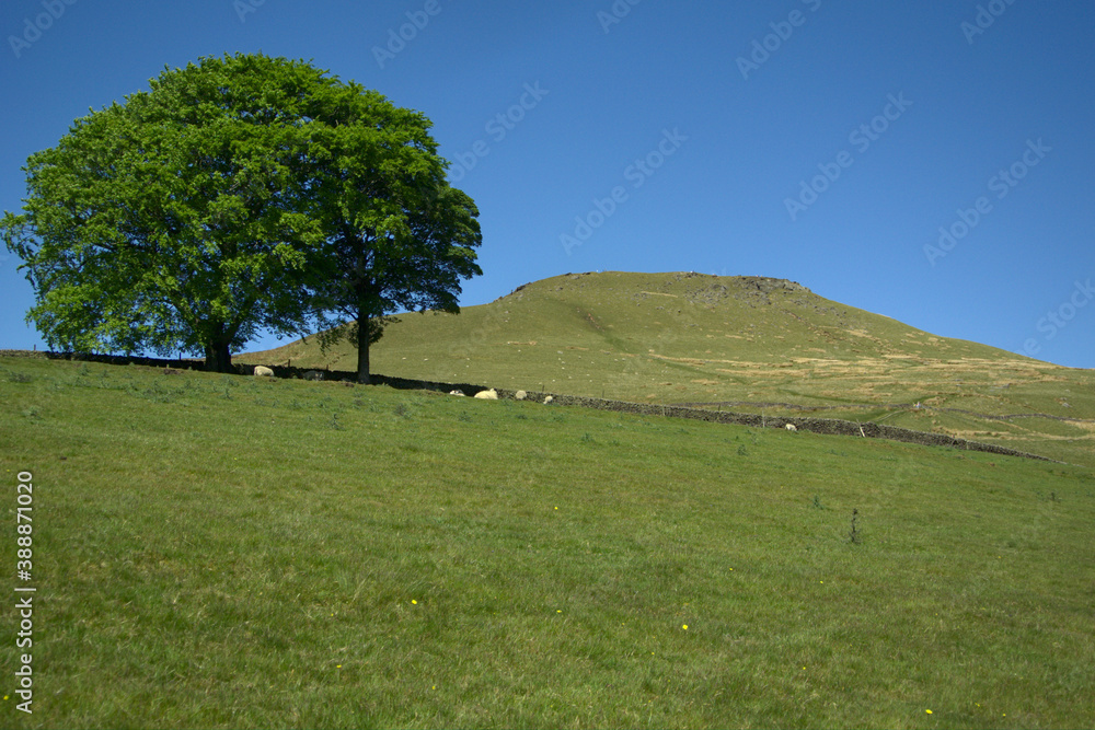 Two giant English trees with sheep underneath and a single large grassy hill behind them