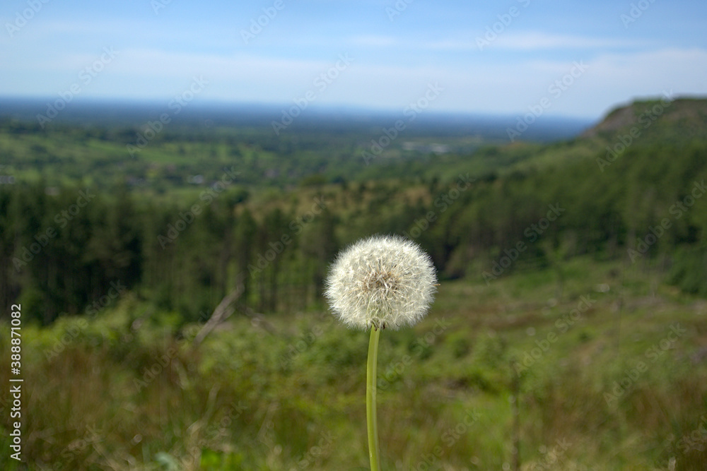 The stunning green landscape found in Britain with a dandelion in front of it and the focus on the flower