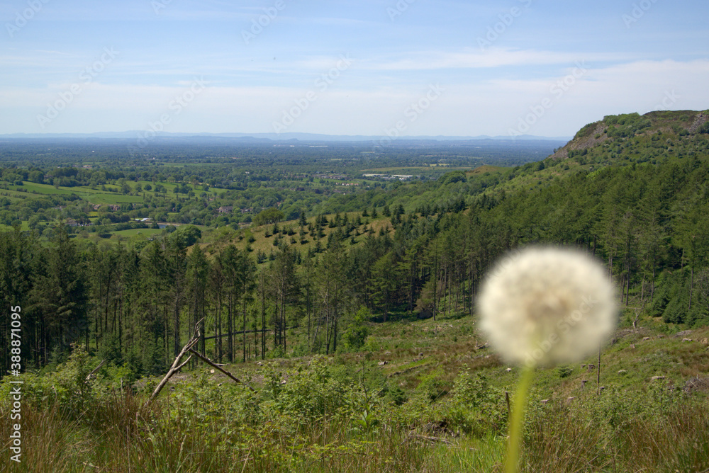 The stunning green landscape found in Britain with a dandelion in front of it and the focus on the background