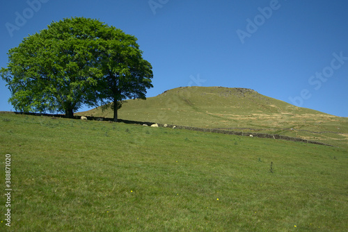 Obraz na płótnie Two giant English trees with sheep underneath and a single large grassy hill behind them w salonie
