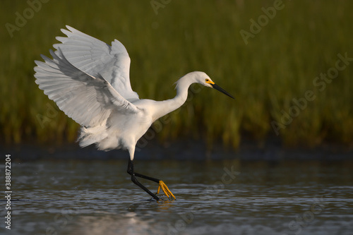 Snowy Egret Landing In the Water In Nauset Marsh In Eastham, MA On Cape Cod