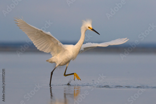 Snow Egret Chasing Baitfish On Low Tide Flat In Eastham, MA On Cape Cod