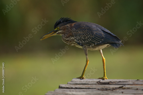 Green Heron Perched On Dock Over Duckweed Pond Hunting for Tadpoles In Pottersville, NJ, USA