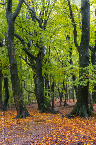 lovely walking path between trees in the Speulderbos forest in autumn © Robin