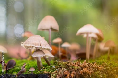 white mushrooms in the green moss surrounded by autumn colors
