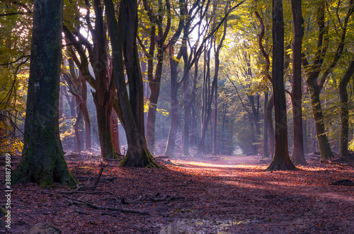 lovely walking path between trees in the Speulderbos forest in autumn