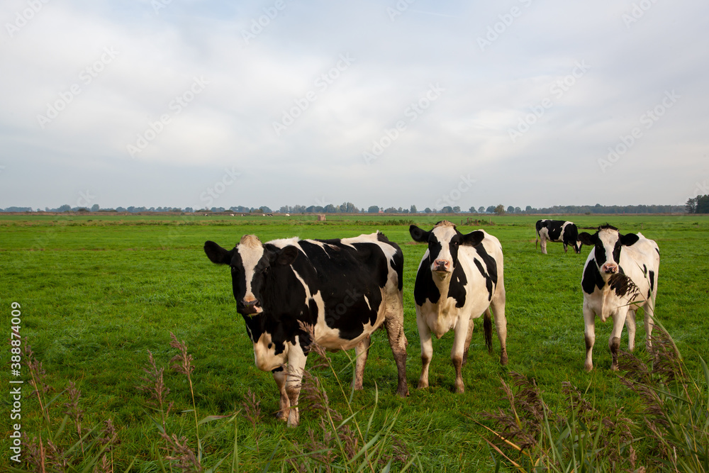 Kühe in Jonen in den Niederlanden Kühe in Jonen in den Niederlanden