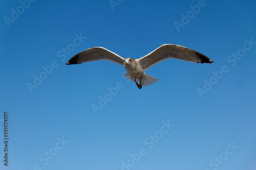 seagull in flight