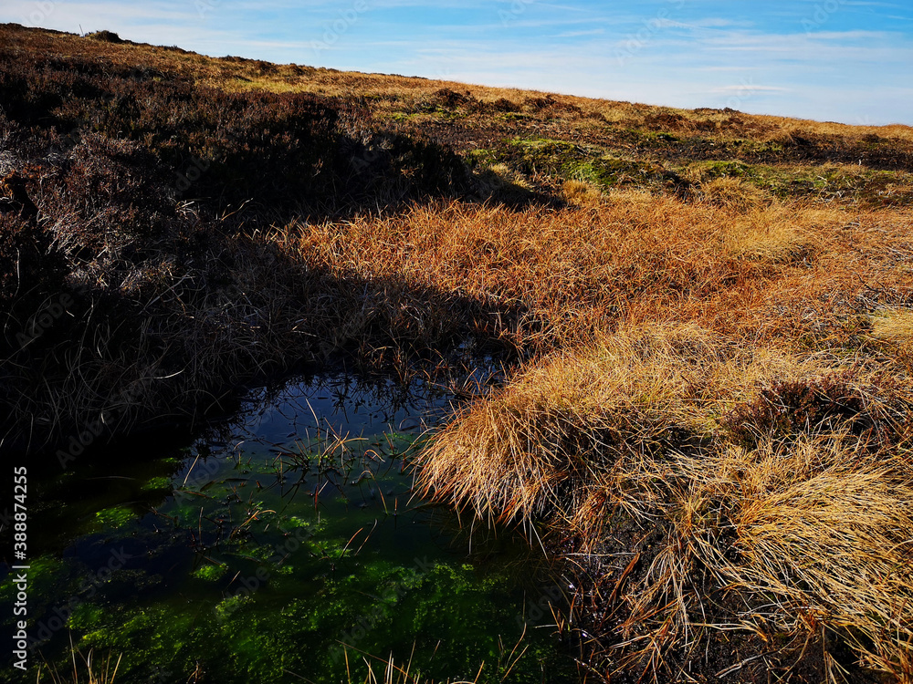 A green swamp in the British highlands