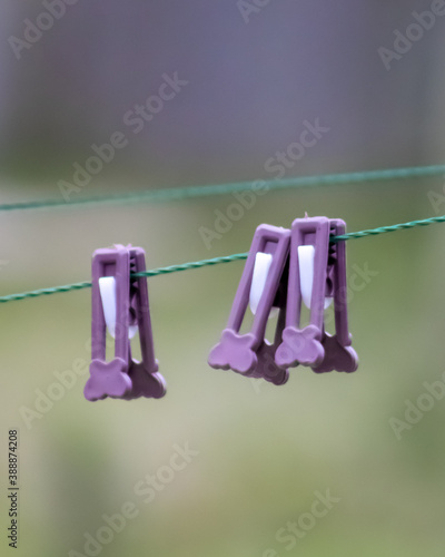  Purple clothespins with white on a green clothesline with blurred background. Used to attach clothes after washing to dry outdoors exposed to wind and sun.