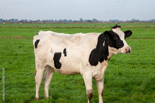 Kuh in Jonen in den Niederlanden
