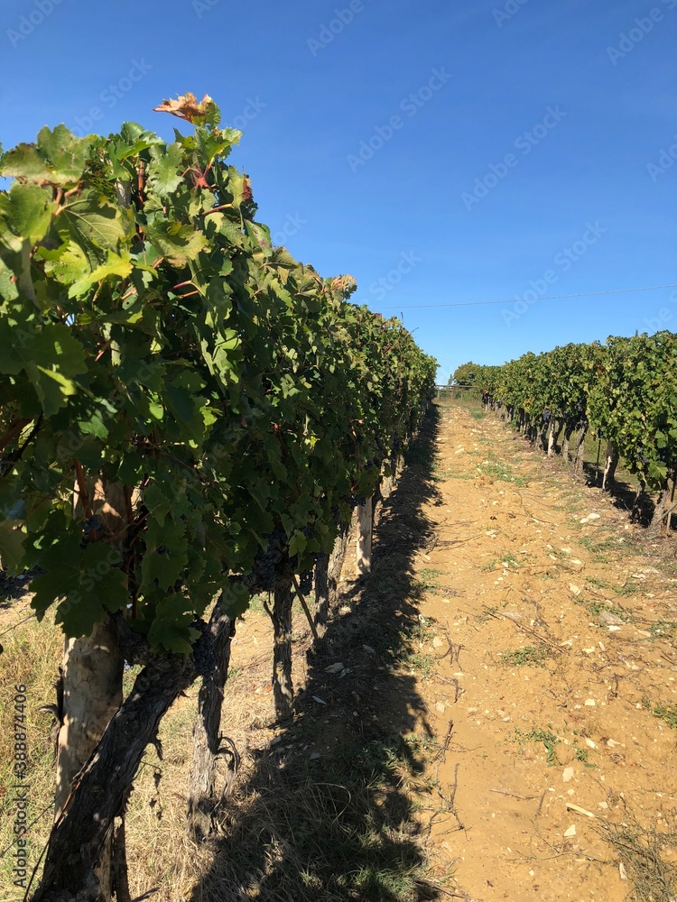 vineyard in Toscana