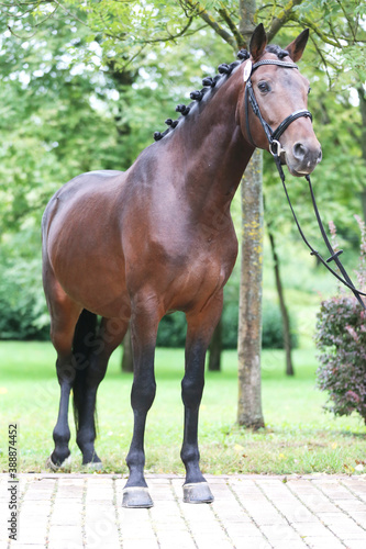 Beautiful chestnut horse posing for cameras on breeders inspection © acceptfoto