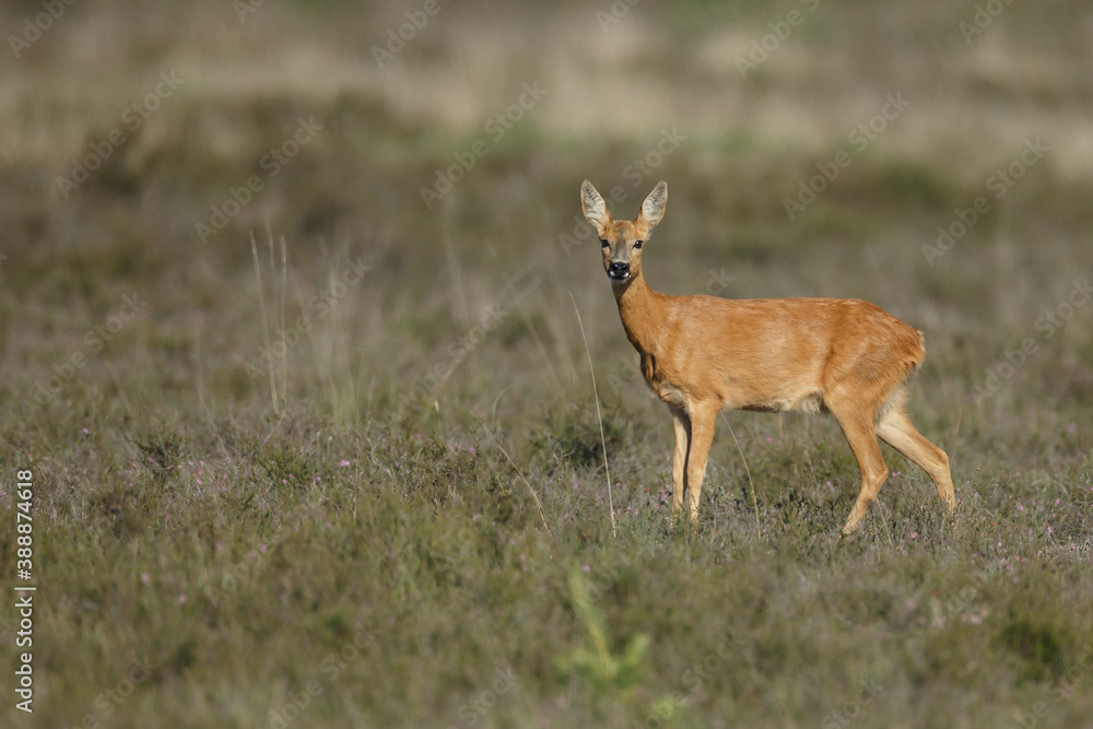 Roe deer in a field with white flowers