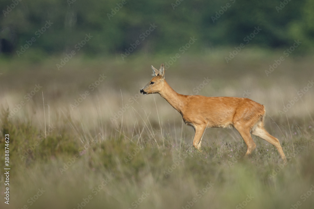 Roe deer in a field with white flowers