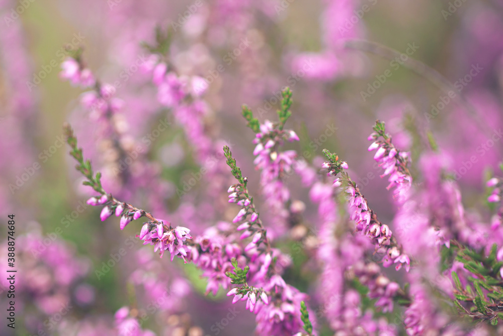Obraz premium Beautiful heather flowers. Shallow depth of field. Soft focus.
