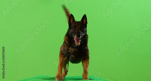 Big angry shepherd dog barking on a leash. With alpha channel. With audio.  Green screen.  ProRes4444. 4K