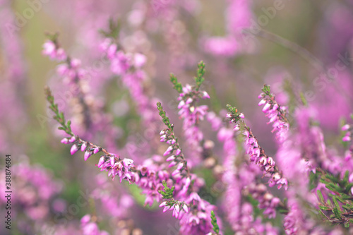 Fototapeta Naklejka Na Ścianę i Meble -  Beautiful heather flowers. Shallow depth of field. Soft focus.
