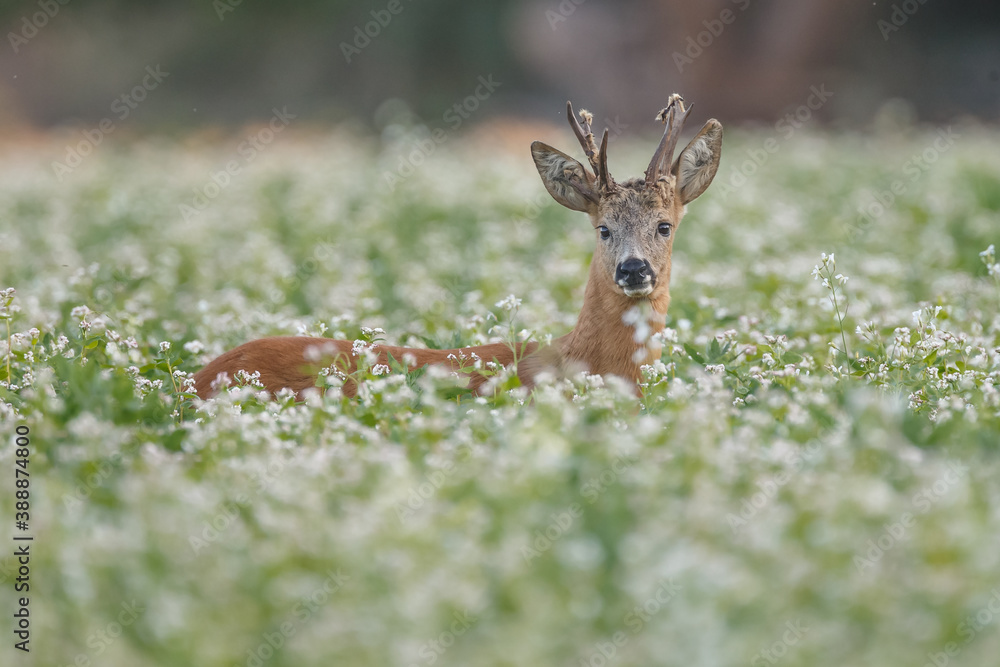 Roe deer in a field with white flowers Roe deer in a field with white flowers