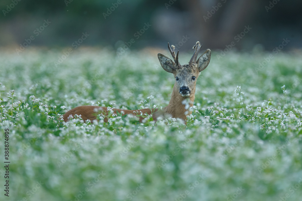 Roe deer in a field with white flowers Roe deer in a field with white flowers