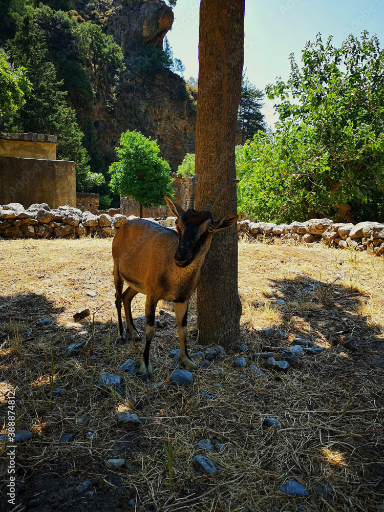 Cretan Kri Kri goat