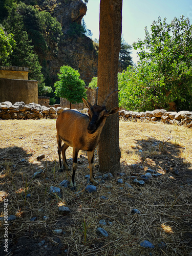 Obraz na płótnie Cretan Kri Kri goat w salonie