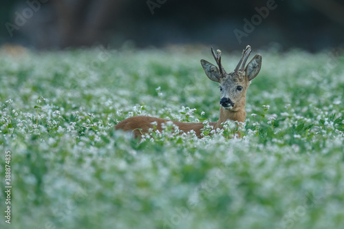 Roe deer in a field with white flowers © Menno Schaefer