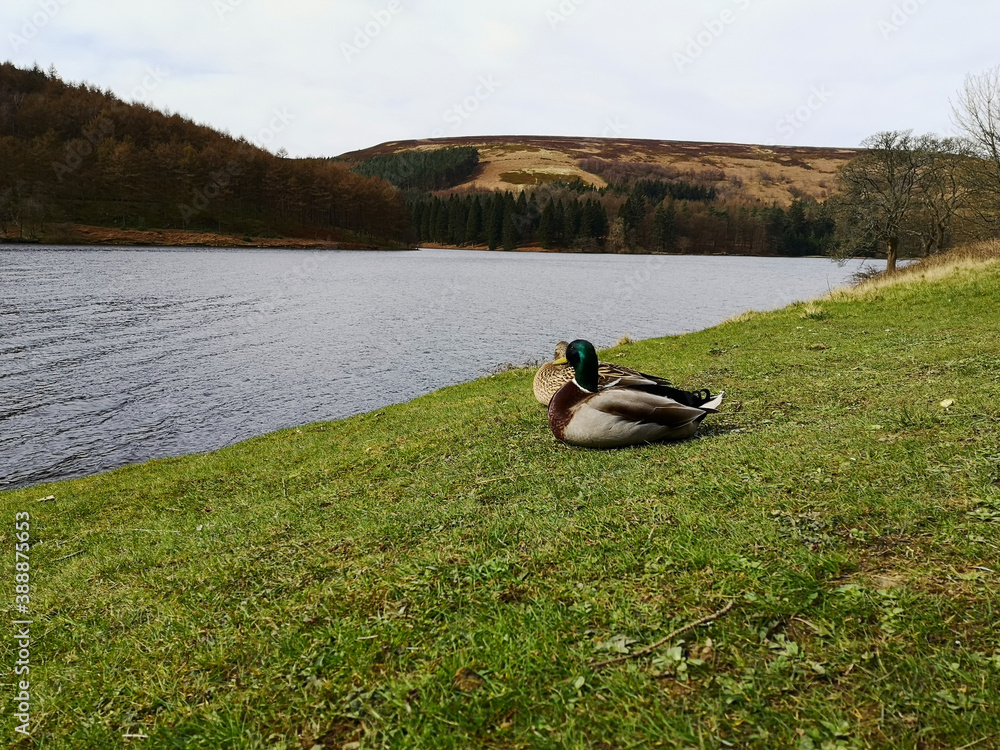 duck couple on the lake