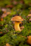 Mushrooms (Suillus variegatus) in forest