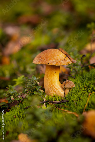Mushrooms (Suillus variegatus) in forest