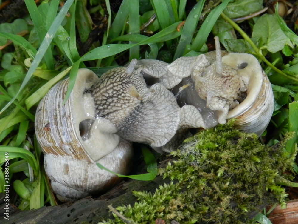 Obraz premium Ślimaki