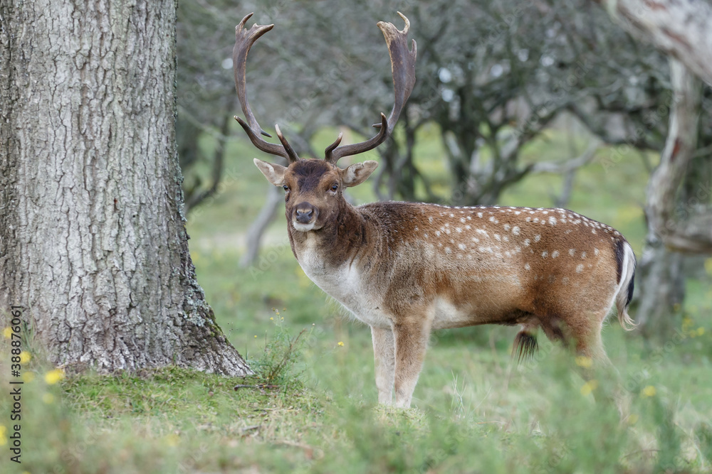 Fallow deer in nature during rutting season Fallow deer in nature during rutting season