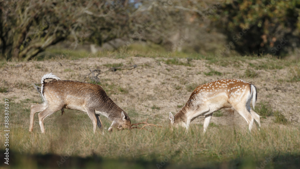 Fallow deer in nature during rutting season Fallow deer in nature during rutting season