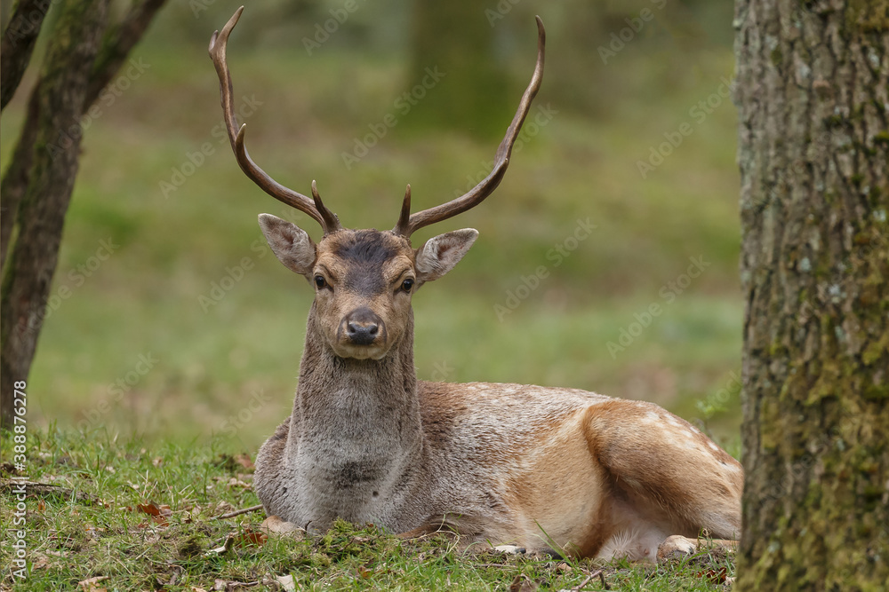 Fallow deer in nature during rutting season Fallow deer in nature during rutting season