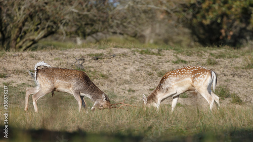Fototapeta Naklejka Na Ścianę i Meble -  Fallow deer in nature during rutting season
