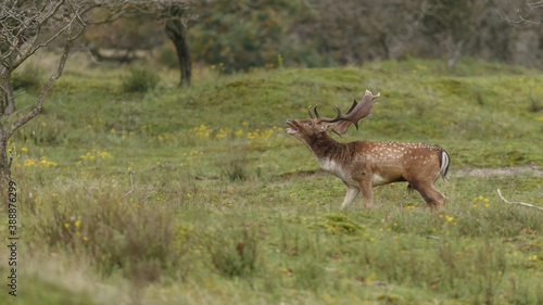 Fallow deer in nature during rutting season