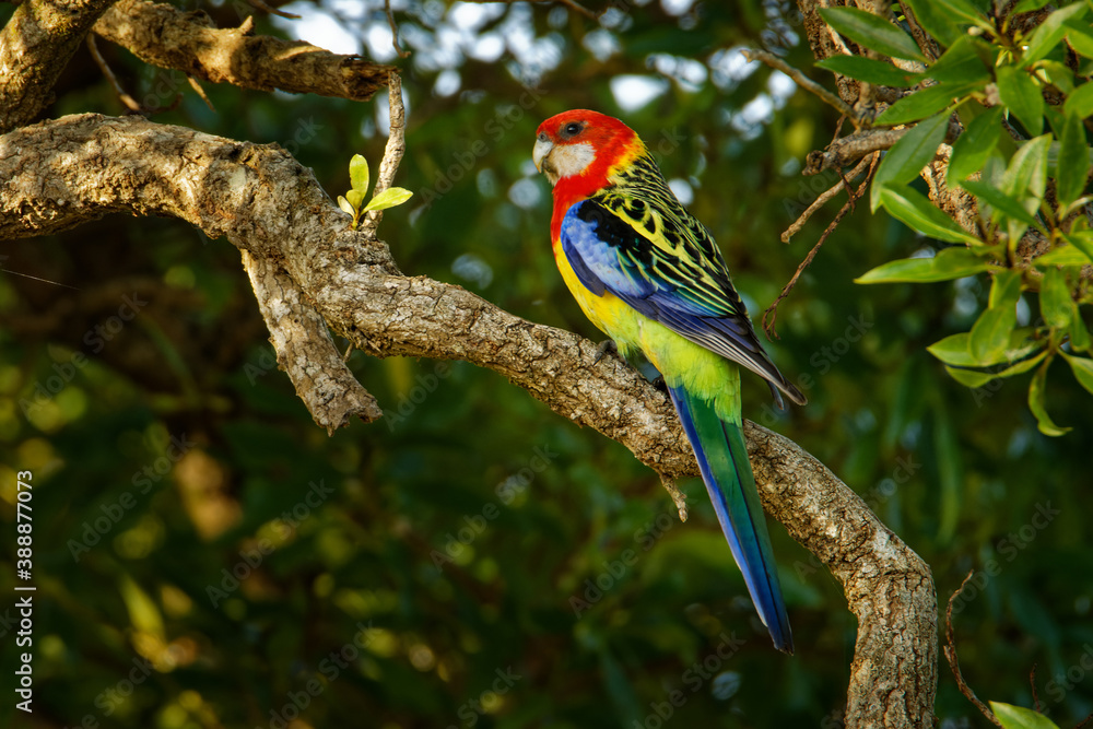 Eastern rosella - Platycercus eximius  is a rosella native to southeast of the Australian continent and to Tasmania, introduced to New Zealand, feral populations are found in the North Island