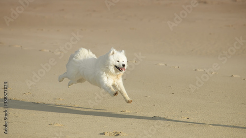 samoyed dog running on the beach © BVpix