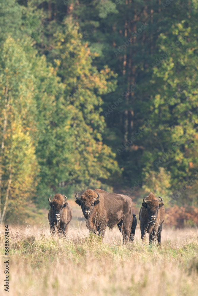 Fototapeta premium The wild European bison in the protected area Belovieza forest. The herd of bison on the meadow. Autumn in the wild Poland nature. The curious herd of European bison. 