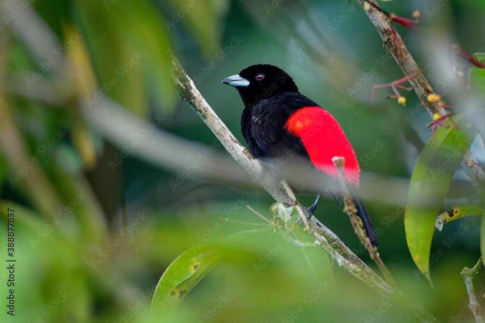 Fototapeta premium Scarlet-rumped Tanager - Ramphocelus passerinii medium-sized passerine bird. This tanager is a resident breeder in the Caribbean lowlands from southern Mexico to western Panama