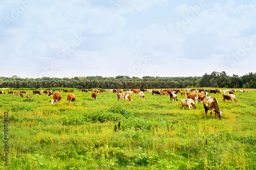 Fototapeta Naklejka Na Ścianę i Meble -  Spotted cows and bulls graze in the meadow on a summer sunny day. Grazing cattle