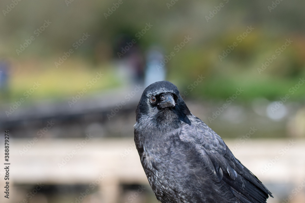 Obraz premium アメリカガラスのクロ－ズアップ バンクーバー ブリティッシュコロンビア カナダ 