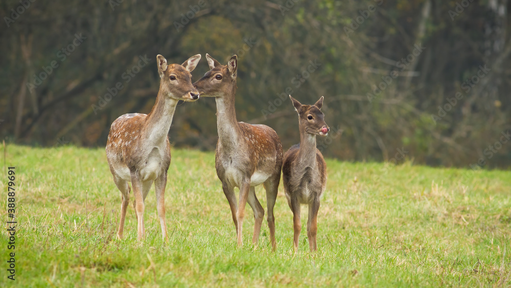 Three fallow deer, dama dama, standing on meadow in autumn nature. Group of hinds looking on grassland in fall. Bunch of young spotted animals watching on green field.